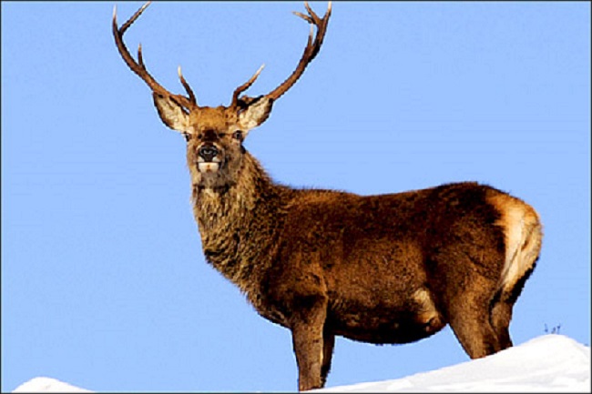 Explore Wildlife in Jammu & Kashmir | kashmirhills Explore Wildlife in Jammu & Kashmir | kashmirhills