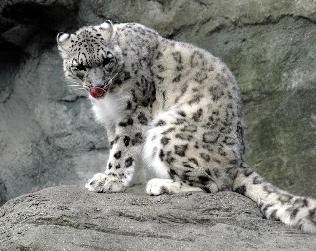 kashmir snow leopard