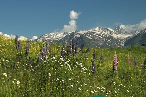 nagin-valley-gulmarg-kashmir-1