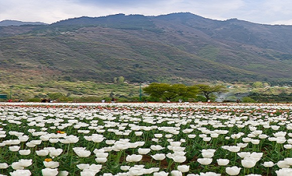 tulip-garden-srinagar-1