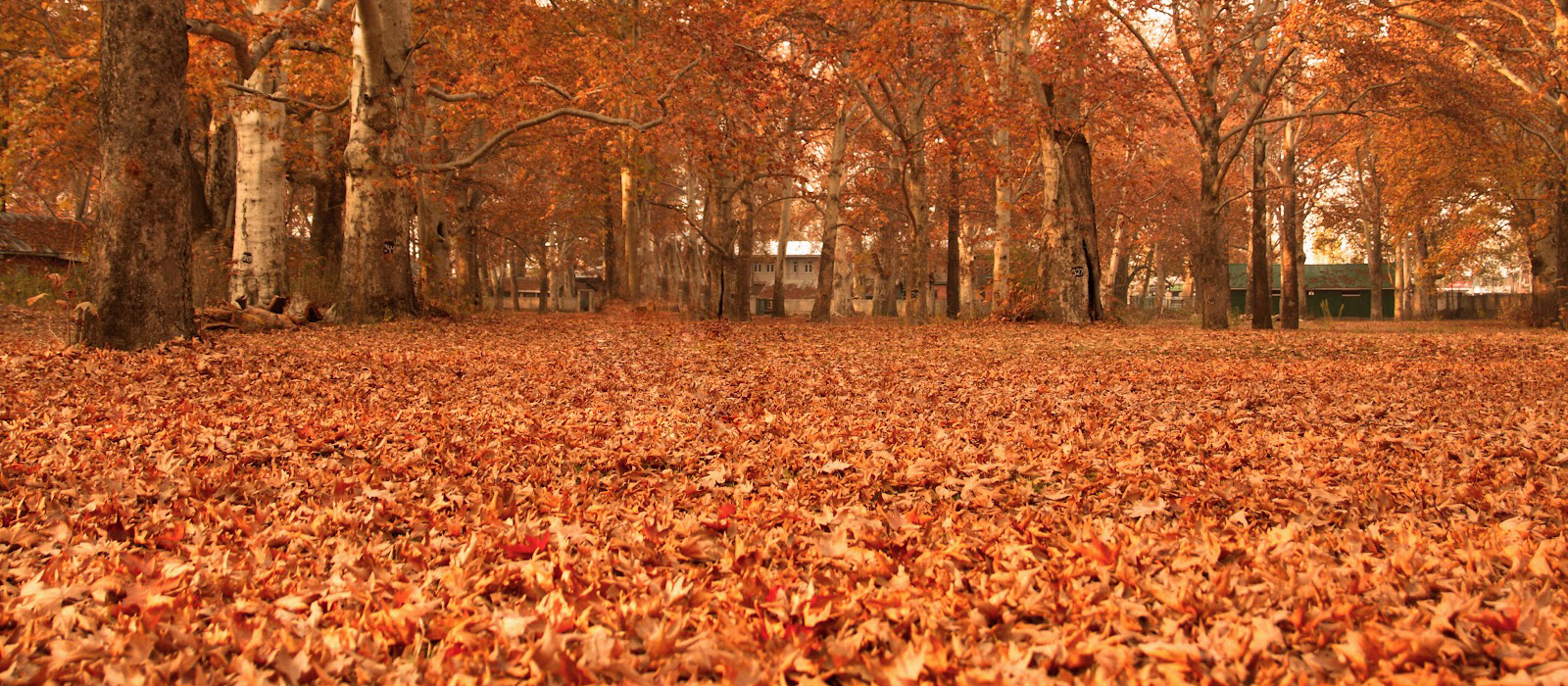 autumn season in kashmir