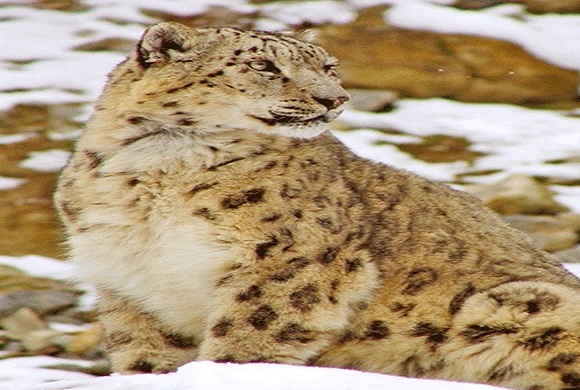 Nandini-Wild-Life-Sanctuary-Jammu