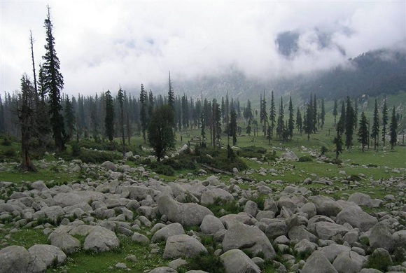 Seoj-meadow-bhaderwah