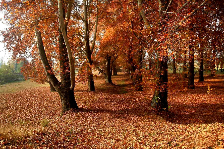 autumn season in kashmir