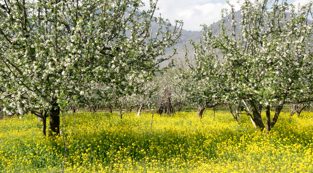 summer in kashmir