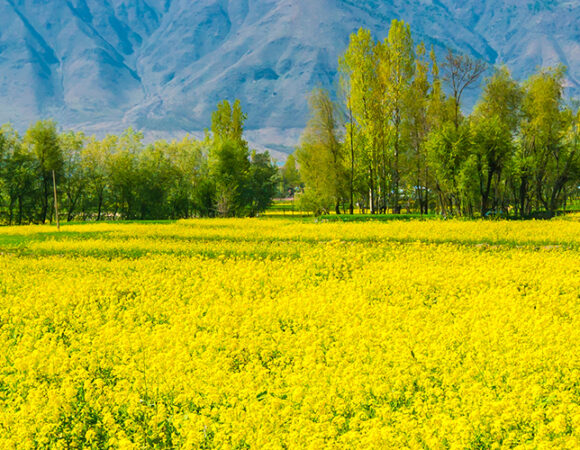 Love Blossoms in the Valley of Kashmir