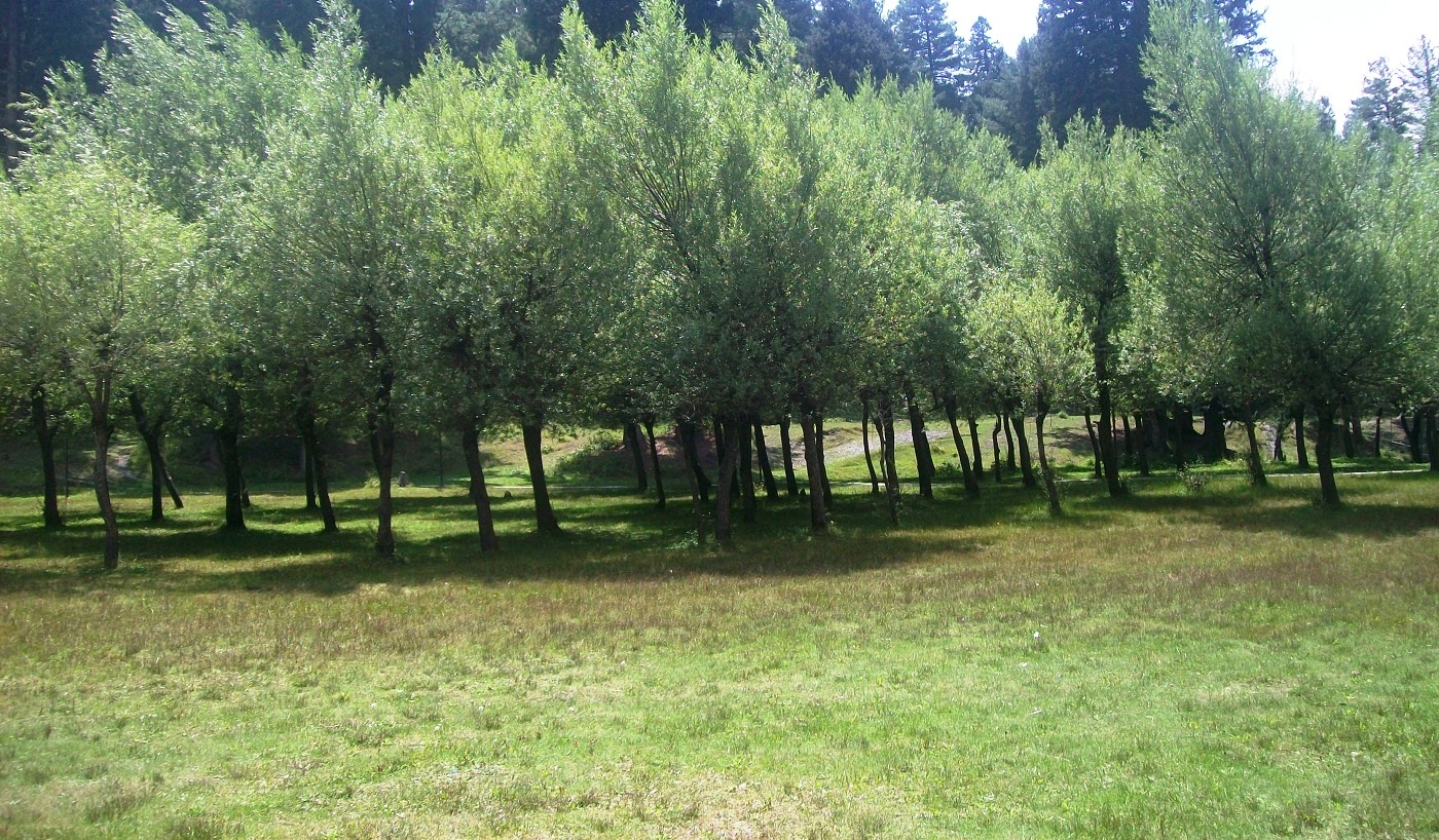Pahalgam Golf Course Kashmirhills.com