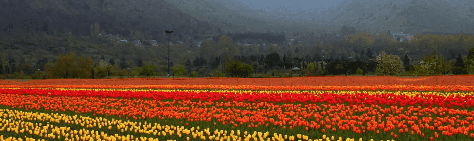 tulip garden kashmirhills