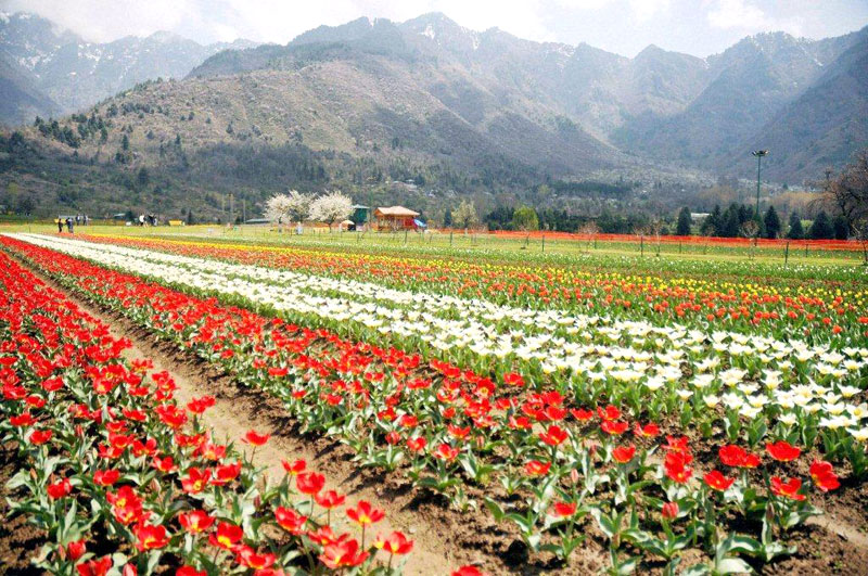 Indira Gandhi Memorial Tulip Garden