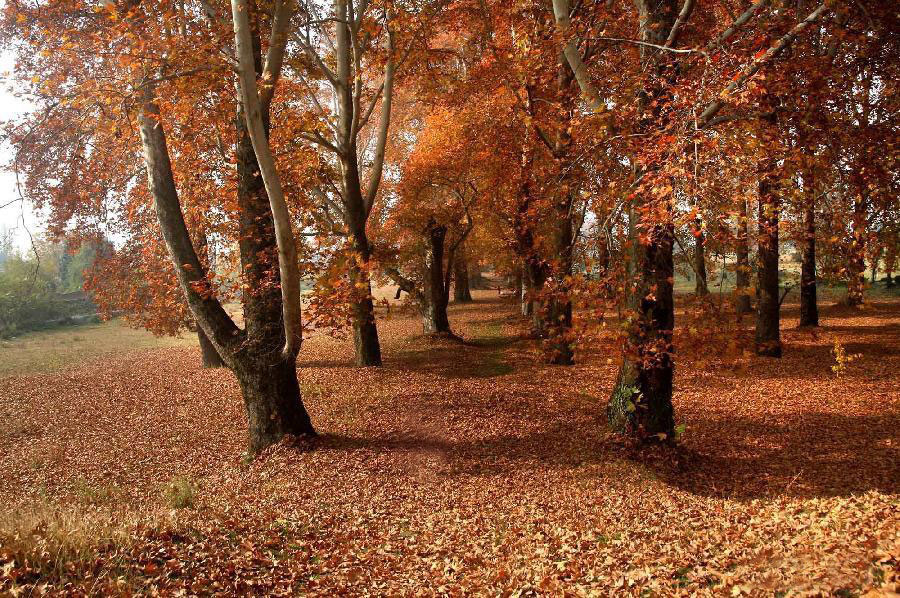 AUTUMN IN KASHMIR