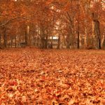 autumn season in kashmir