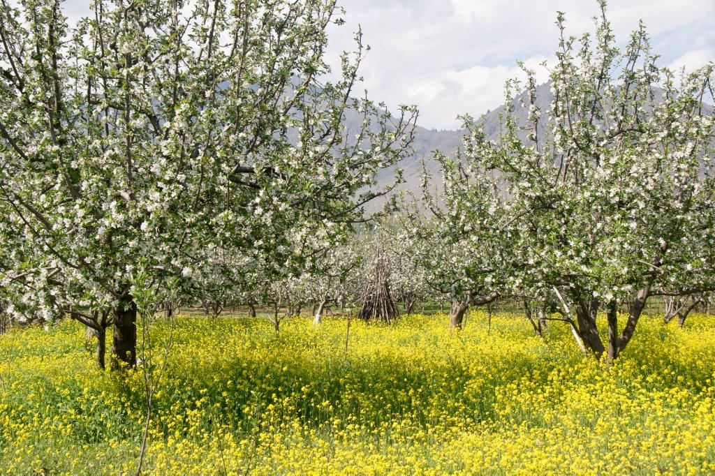 SPRING IN KASHMIR