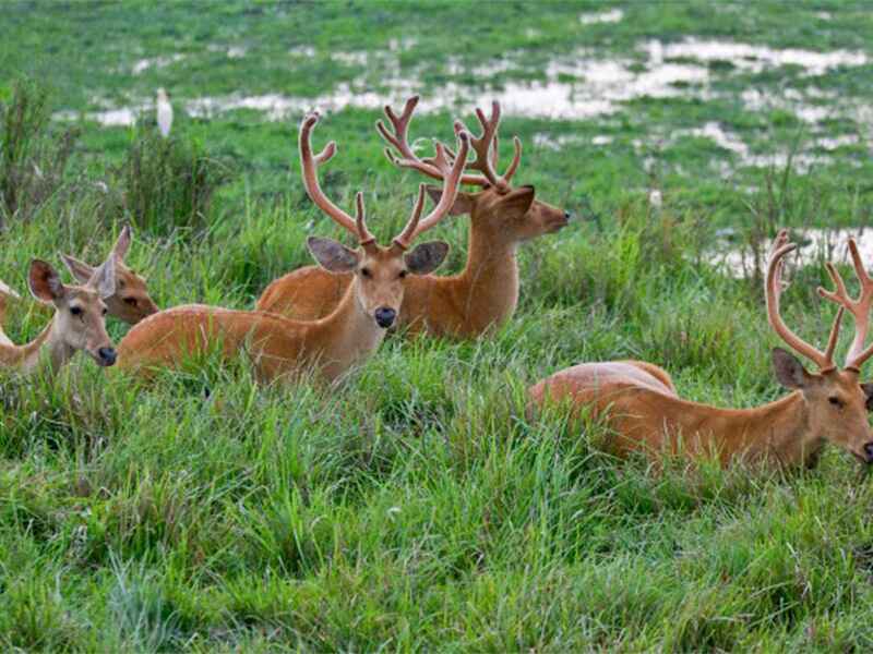 Nandini Wildlife Sanctuary