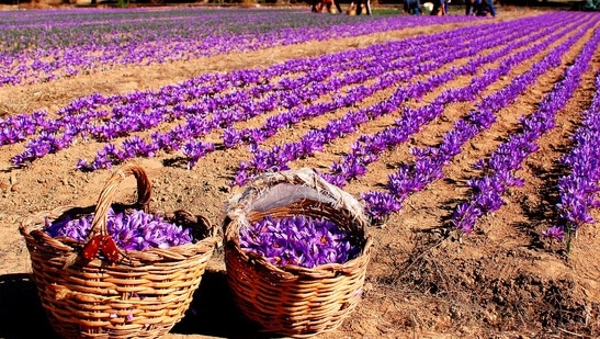 SAFFORN CROP FIELD