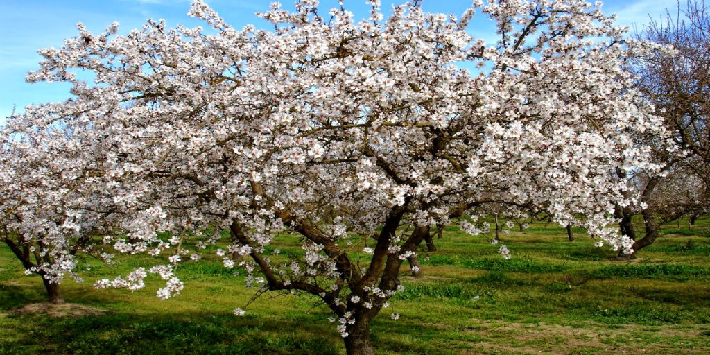 ALMOND TREE