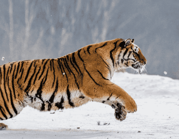 Wildlife Sanctuaries of Jammu and Kashmir