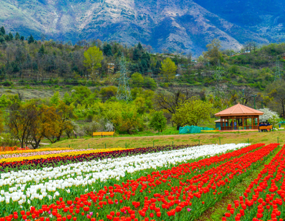 KASHMIR SUMMER TOUR PACKAGE ( 4 NIGHTS & 5 DAYS )