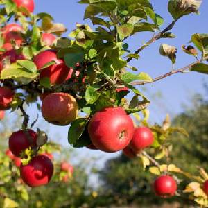 Apple Orchards 