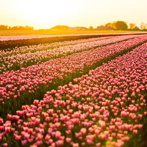 Tulip Garden