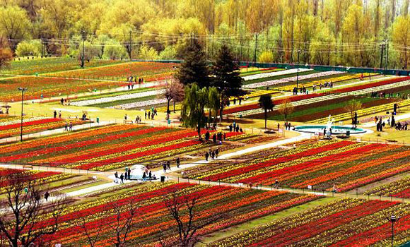 TULIP GARDEN