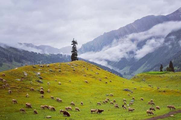 Hotel Glacier Heights Sonamarg Kashmirhills.com