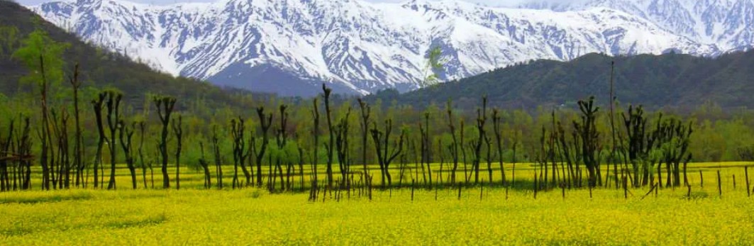 Daksum Kashmirhills.com