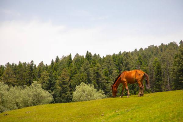 Yusmarg Kashmirhills.com