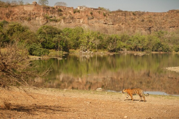 wildlife safari Activities in pahalgam Kashmirhills.com