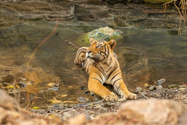 wildlife safari Activities in pahalgam Kashmirhills.com