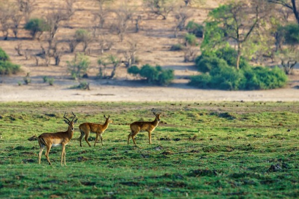 wildlife safari Activities in pahalgam Kashmirhills.com